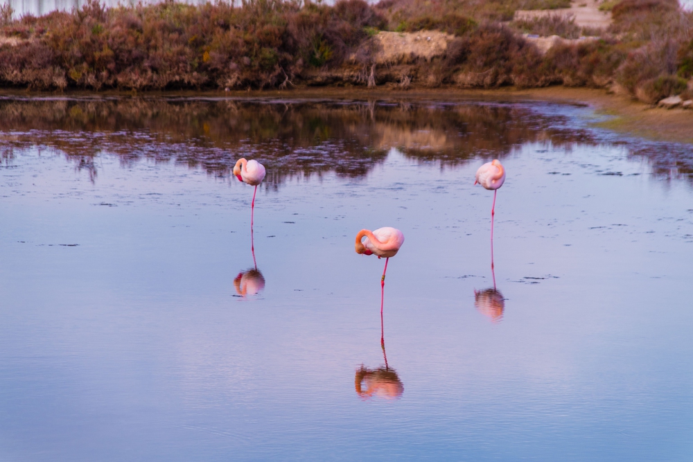 cosa vedere estany pudent formentera