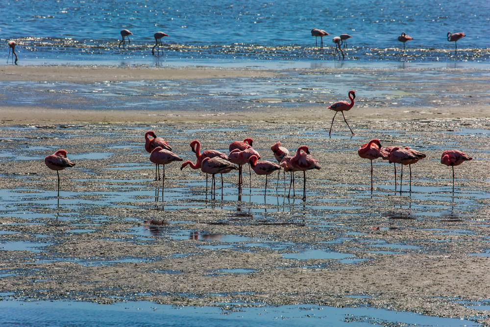 Cosa vedere a Formentera in tre giorni 11 fenicotteri estany pudent formentera