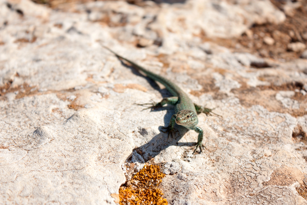 lucertole formentera