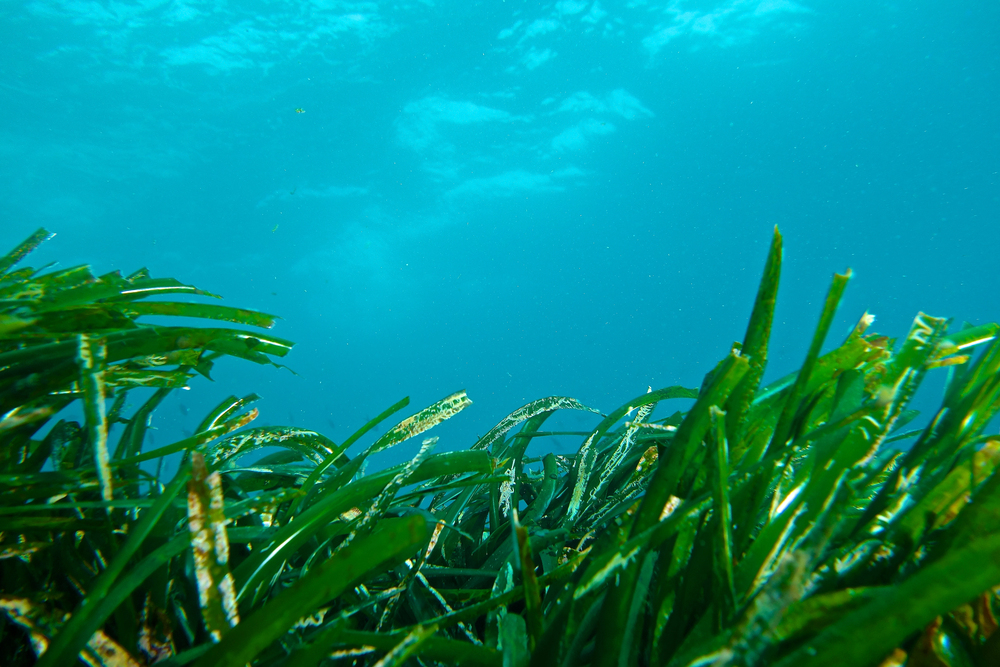 ses salines 11 posidonia mediterranea